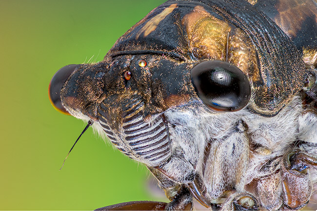 Cicada - super macro photo of a cicada, Tibicen linnei.